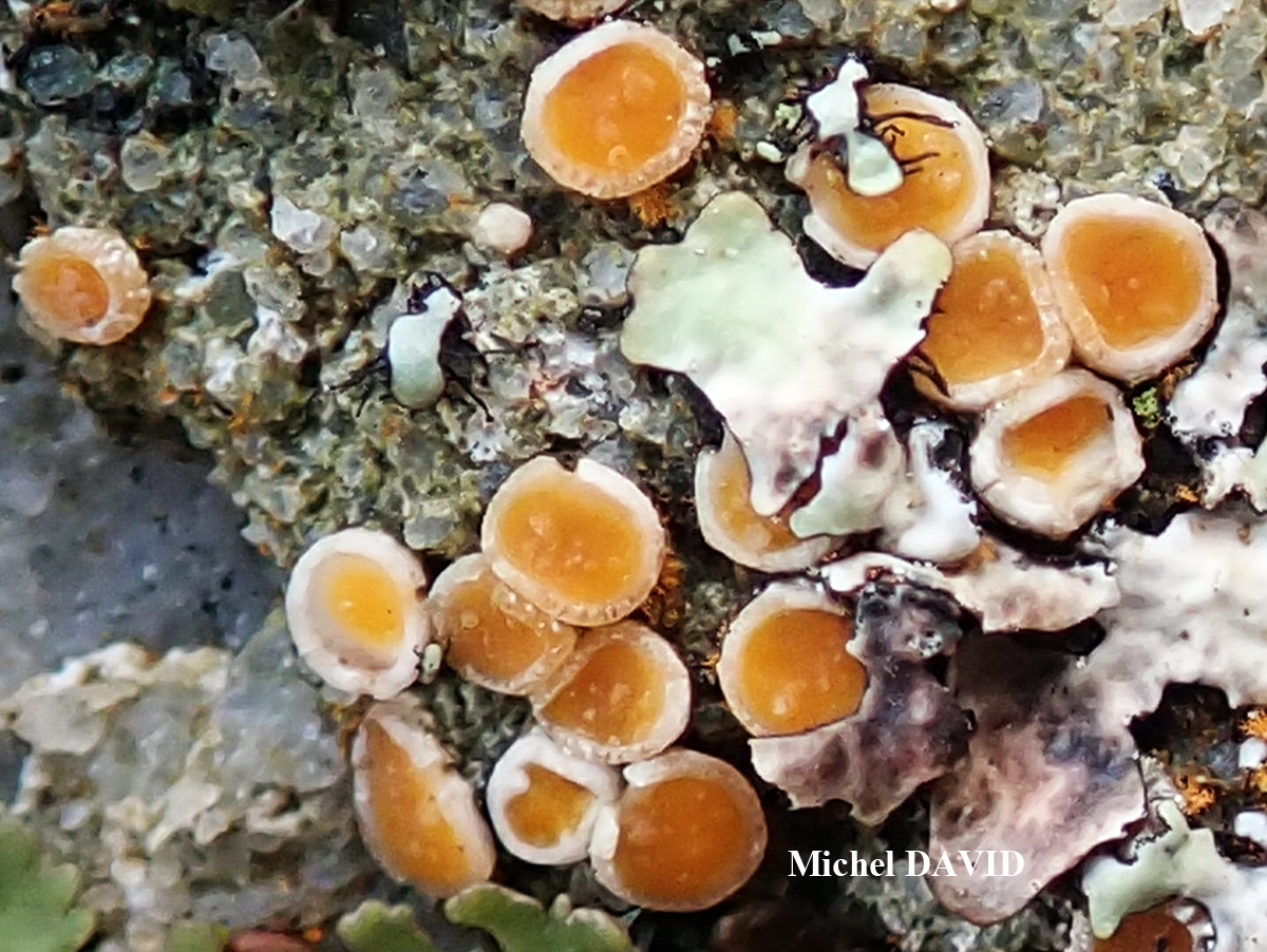 Gyalecta jenensis var. macrospora forma